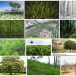 8 Billion Trees - Legit, Jobs and Reviews 