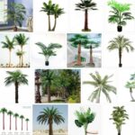 Artificial Palm Trees - Big sale ! 2021 