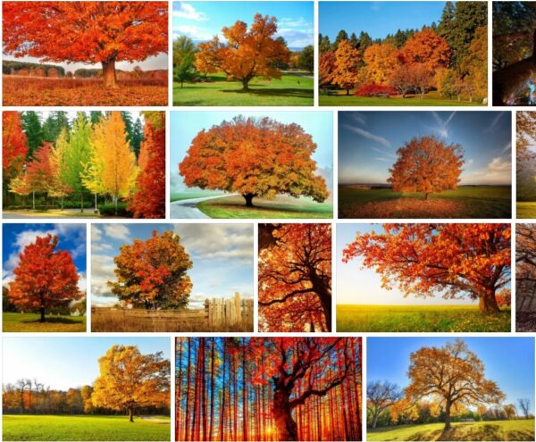 Autumn Trees - Images & Pictures **2021 