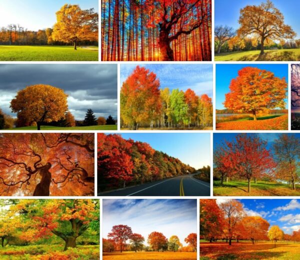 Autumn Trees - Images & Pictures **2021 