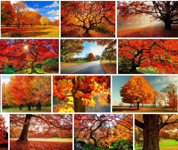 Autumn Trees - Images & Pictures **2021 