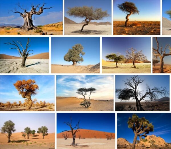 Desert Trees - The Best Desert Trees with Pictures and Names 