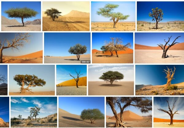 Desert Trees - The Best Desert Trees with Pictures and Names 
