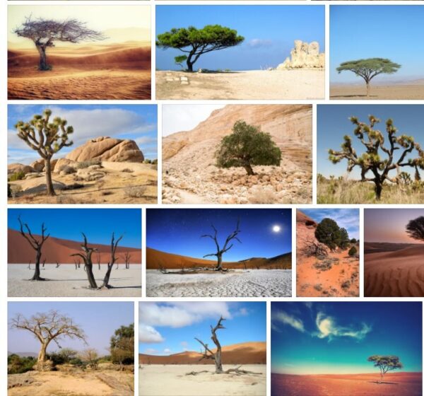 Desert Trees - The Best Desert Trees with Pictures and Names 