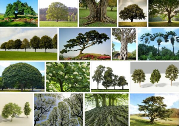 Fedco Trees, Big Sales **2021 