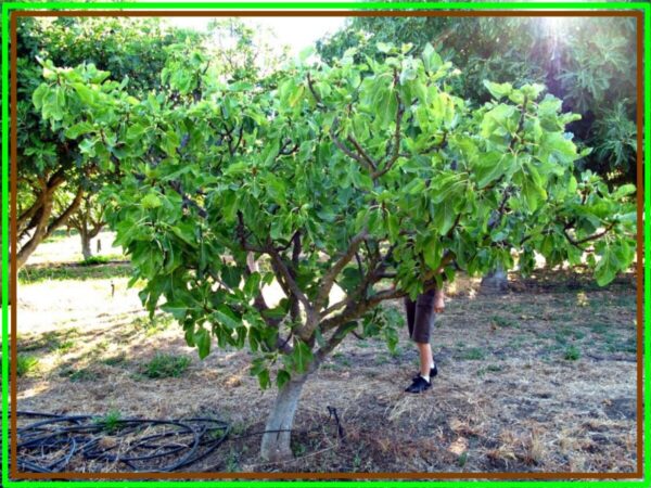 Fig Trees For Sale, Big Discount ** 2021 