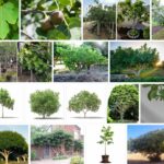 Fig Trees For Sale, Big Discount ** 2021 