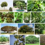 Fig Trees For Sale, Big Discount ** 2021 