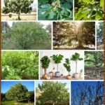 Fig Trees For Sale, Big Discount ** 2021 