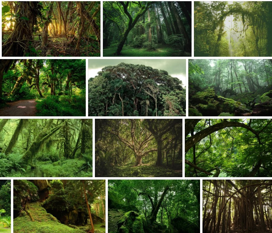 Jungle Trees - How To Jungle Trees 2021 | Tree Types