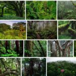 Jungle Trees - How To Jungle Trees 2021 