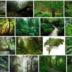 Jungle Trees - How To Jungle Trees 2021 