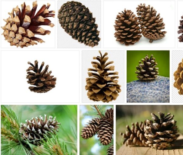 Pine Cones - For Sale Discount ! *2021 