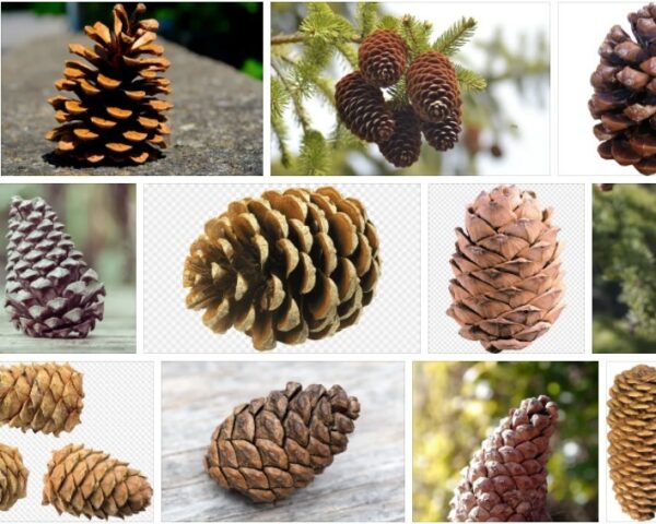 Pine Cones - For Sale Discount ! *2021 