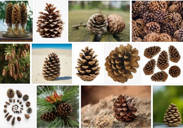 Pine Cones - For Sale Discount ! *2021 