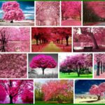 Pink Trees, Animal Crossing and New Horizons 