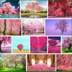 Pink Trees, Animal Crossing and New Horizons 