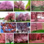 Pink Trees, Animal Crossing and New Horizons 