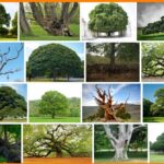 Tobi lutke 1.000.001 trees, Important  Information ***2021 
