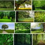 Trees Background - New Full HD Images 2021 