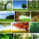 Trees Background - New Full HD Images 2021 