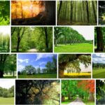 Trees Background - New Full HD Images 2021 
