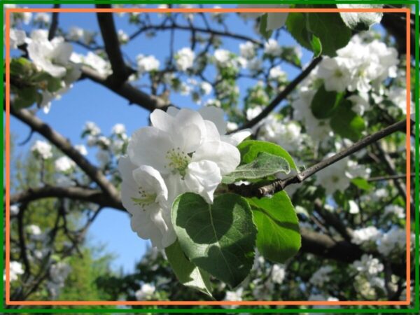 Trees With White Flowers,  48+ Best Photography 