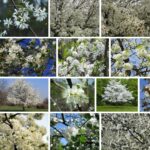 Trees With White Flowers,  48+ Best Photography 