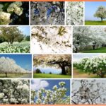 Trees With White Flowers,  48+ Best Photography 