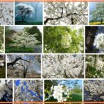 Trees With White Flowers,  48+ Best Photography 