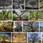 Trees of Antiquity - Reviews & Comments 2021 