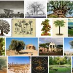 Trees of Antiquity - Reviews & Comments 2021 