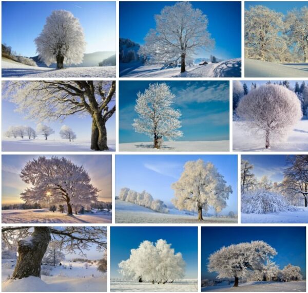 Winter Trees - Images and Slvia Plath 