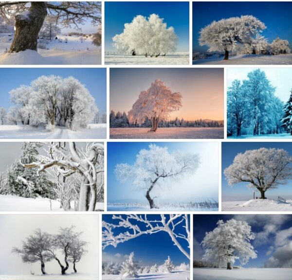 Winter Trees - Images and Slvia Plath 