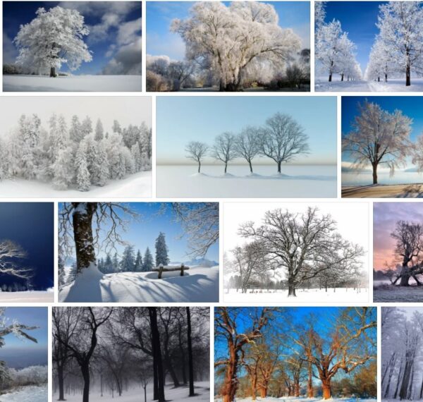 Winter Trees - Images and Slvia Plath 