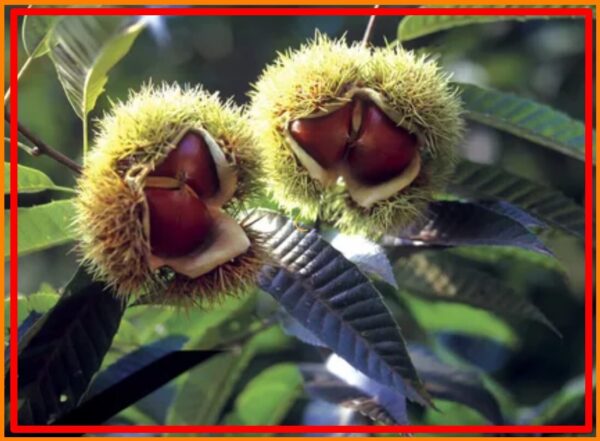 American Chestnut Trees For Sale, How to Sell Your American Chestnut Trees 