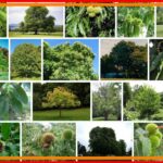 American Chestnut Trees For Sale, How to Sell Your American Chestnut Trees 