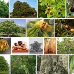 American Chestnut Trees For Sale, How to Sell Your American Chestnut Trees 