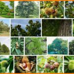 American Chestnut Trees For Sale, How to Sell Your American Chestnut Trees 