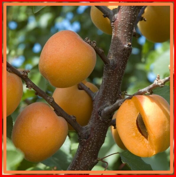 Apricot Trees, Buy Apricot Tree Varieties **2021 