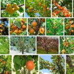 Apricot Trees, Buy Apricot Tree Varieties **2021 