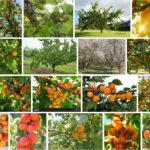 Apricot Trees, Buy Apricot Tree Varieties **2021 