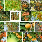 Apricot Trees, Buy Apricot Tree Varieties **2021 