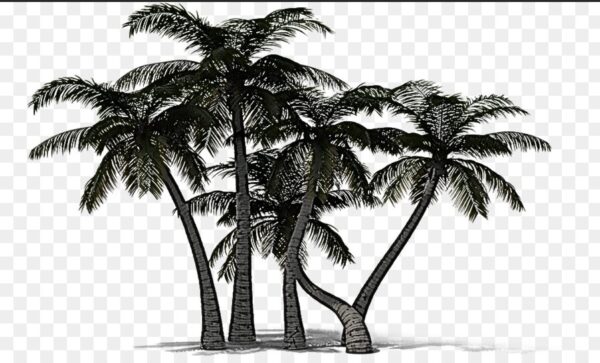Palm Trees PNG, 800+ Premium Free Transparent  images, download free pictures 