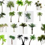 Palm Trees PNG, 800+ Premium Free Transparent  images, download free pictures 