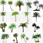 Palm Trees PNG, 800+ Premium Free Transparent  images, download free pictures 