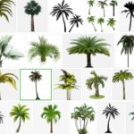 Palm Trees PNG, 800+ Premium Free Transparent  images, download free pictures 