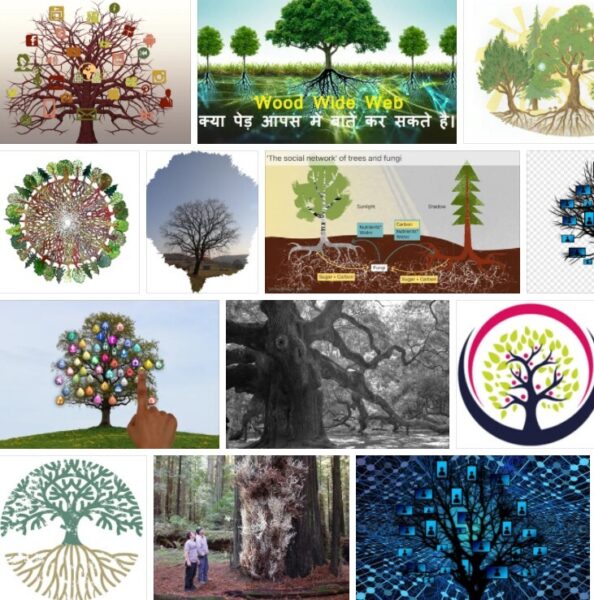 Trees Network,  Best of +93 Trees Network Pictures ! 