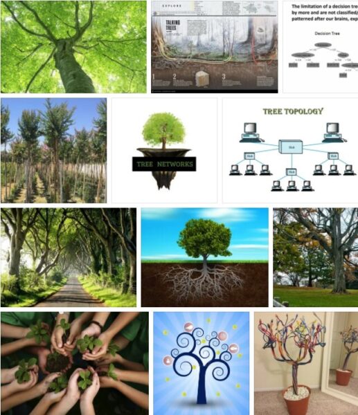 Trees Network,  Best of +93 Trees Network Pictures ! 