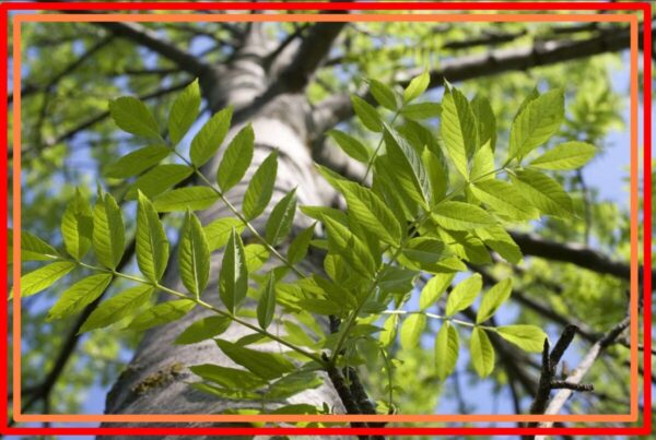 Ash Trees, 21 Species of Ash Trees 